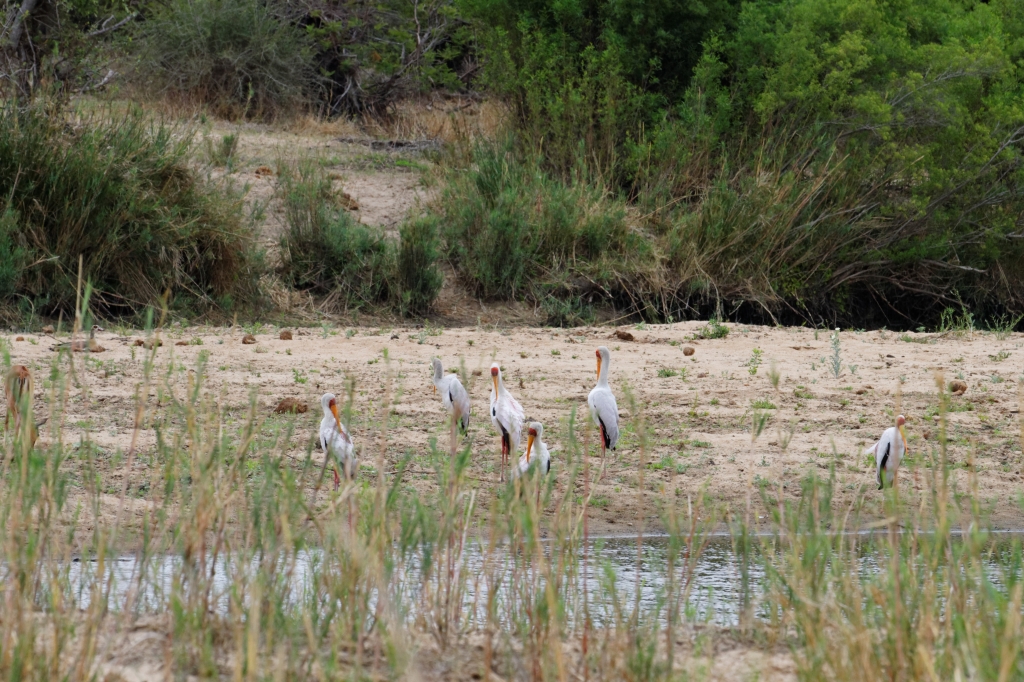 08 - Kruger NP (41)-Tantale Ibis.jpg